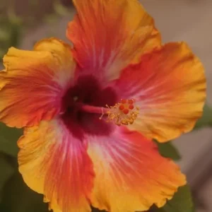 Hardy Sunset Hibiscus Live Plant, 8-10 Inches Tall Seedling, Outdoor Flower - Image 3