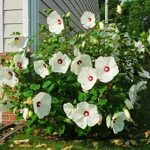 Hardy White Hibiscus Tree Live Plant – 12-Inch, Vibrant Blooms, Outdoor - Image 7