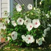 Hardy White Hibiscus Tree Live Plant – 12-Inch, Vibrant Blooms, Outdoor - Image 1