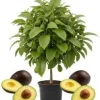 Hass Avocado Live Plant 3 Gallon - Grafted Fruit Tree for Outdoor Planting - Image 1