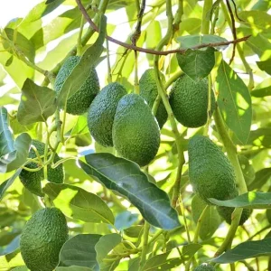 Hass Avocado Live Plant - Cold Hardy, 8-10 Inch Tall, Outdoor Fruit Tree - Image 2