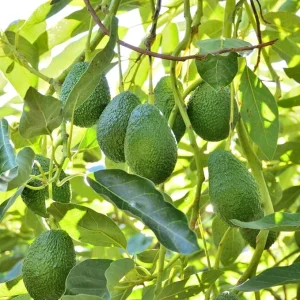 Hass Avocado Live Plant - Cold Hardy, 8-10 Inch Tall, Outdoor Fruit Tree - Image 7