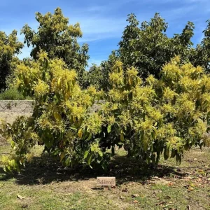 Hass Avocado Tree 3-3.5 Ft Tall - Cold Hardy Live Plant in 3 Gallon Pot - Image 3