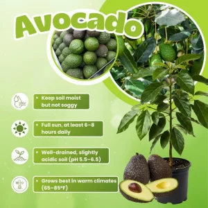 Hass Avocado Tree 3-3.5 Ft Tall - Cold Hardy Live Plant in 3 Gallon Pot - Image 4