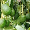 Hass Avocado Tree 3-3.5 Ft Tall - Cold Hardy Live Plant in 3 Gallon Pot - Image 7
