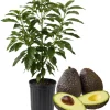 Hass Avocado Tree 3-3.5 Ft Tall - Cold Hardy Live Plant in 3 Gallon Pot - Image 1