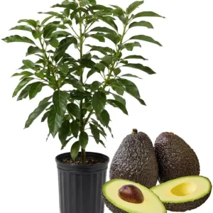 Hass Avocado Tree 3-3.5 Ft Tall - Cold Hardy Live Plant in 3 Gallon Pot - Image 1