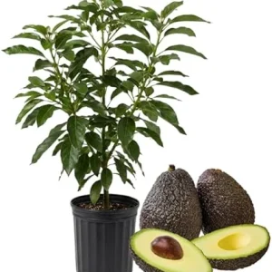 Hass Avocado Tree Live Plant, 3-3.5 Ft Tall, Cold Hardy Seedling, 3 Gallon Pot - Image 2