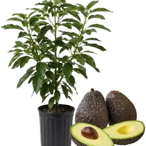 Hass Avocado Tree Live Plant, 3-3.5 Ft Tall, Cold Hardy Seedling, 3 Gallon Pot - Image 4