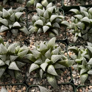 Haworthia Emelyae Live Plant – Fuzzy Succulent – Easy Care Indoor Plant in 3