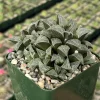 Haworthia Emelyae Live Plant – Fuzzy Succulent – Easy Care Indoor Plant in 3" Pot - Image 1