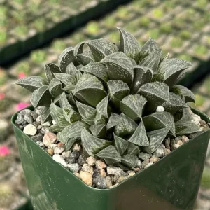 Haworthia Emelyae Live Plant – Fuzzy Succulent – Easy Care Indoor Plant in 3