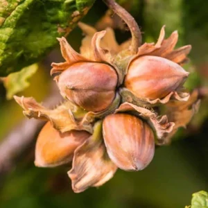 Hazelnut Tree Live Plant, 12-24 Inches Tall, Cold-Hardy Outdoor Nut Tree - Image 4