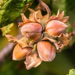 Hazelnut Tree Live Plant, 12-24 Inches Tall, Cold-Hardy Outdoor Nut Tree - Image 5