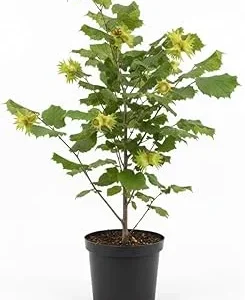 Hazelnut Tree Live Plant, 2 Feet Tall, 1-Year-Old Edible Nut Tree, Outdoor - Image 5