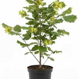 Hazelnut Tree Live Plant, 2 Feet Tall, 1-Year-Old Edible Nut Tree, Outdoor - Image 7