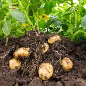 Heirloom Potato Seeds for Growing - 210 Mix Vegetable Seeds Live - Image 7