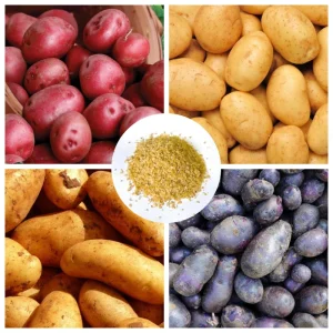 Heirloom Potato Seeds for Growing - 210 Mix Vegetable Seeds Live - Image 1