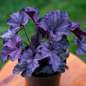 Heuchera Coral Bells Live Plant - Purple-Black Houseplant, 5-8 Inch Tall - Image 2