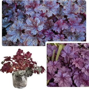 Heuchera Coral Bells Live Plant - Purple-Black Houseplant, 5-8 Inch Tall - Image 3