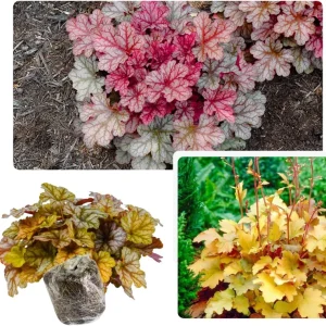 Heuchera Coral Bells Live Plant - Purple-Black Houseplant, 5-8 Inch Tall - Image 4