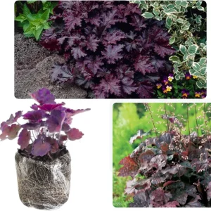Heuchera Coral Bells Live Plant - Purple-Black Houseplant, 5-8 Inch Tall - Image 1