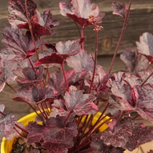 Heuchera Live Plant Orange to Red Coral Bells 2.5 Inch Pot Shade Perennial - Image 2