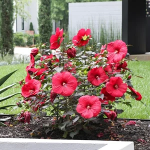 Hibiscus Live Tree Plant, Lady Pink-Red, 5-9 Inch Tall, Outdoor Blooming - Image 1