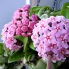 Hindu Rope Hoya Live Plant - 3" Pot - Indoor Succulent Houseplant - Image 1