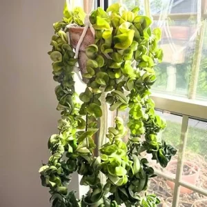 Hindu Rope Plant Hoya Live Starter Plant - 3 Inch Pot - Houseplant - Image 2