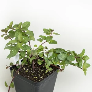 4 Chocolate Mint Live Plants, 4-8 Inch Tall Herb Starter Plants for Garden & Pots, USDA Zones 4-9