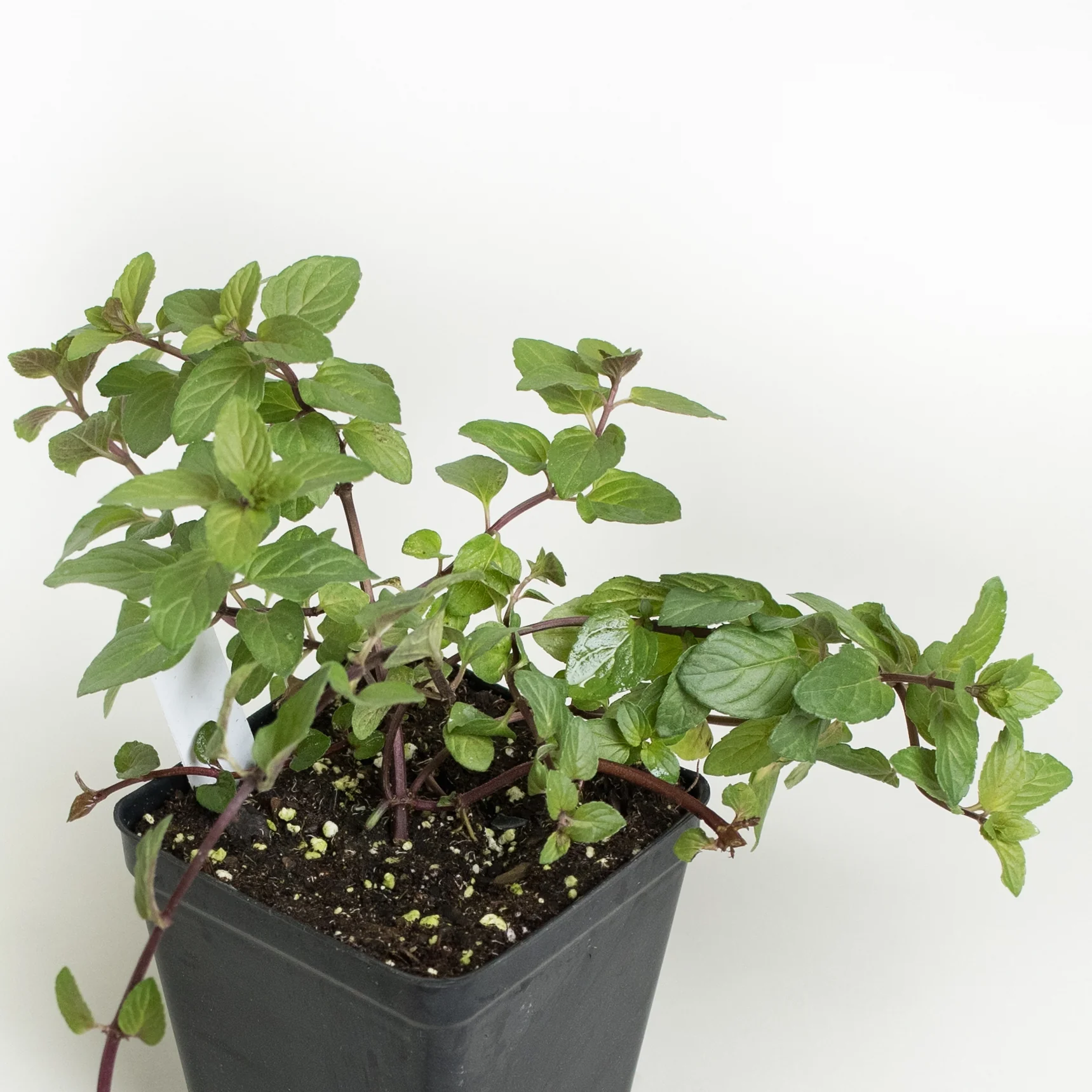 4 Chocolate Mint Live Plants, 4-8 Inch Tall Herb Starter Plants for Garden & Pots, USDA Zones 4-9
