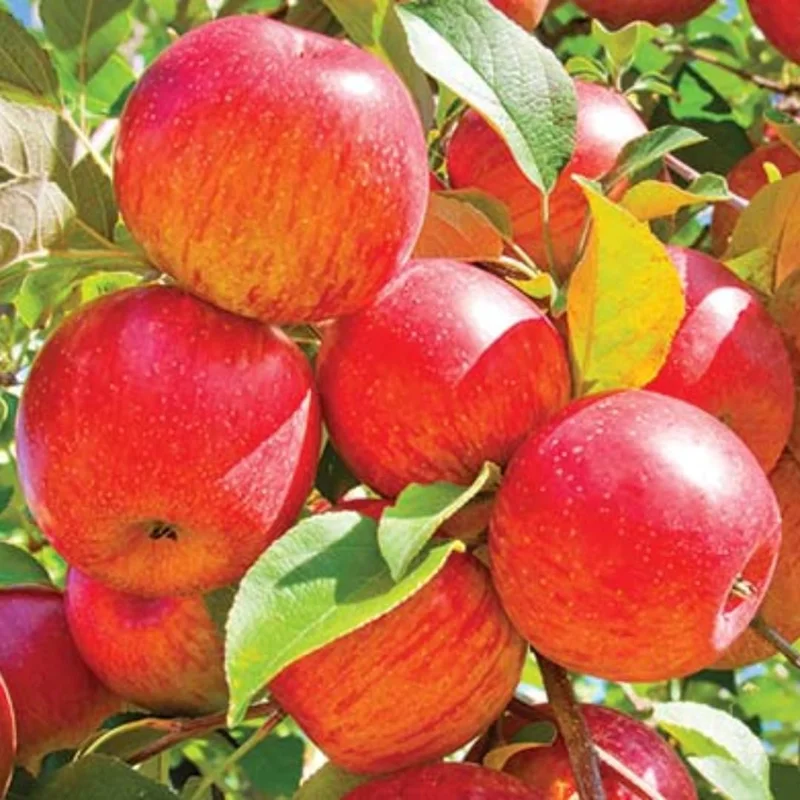 Honeycrisp Apple Tree Live Plant - 3 Feet, Bare Root, Sweet Fruit, Outdoor - Image 4