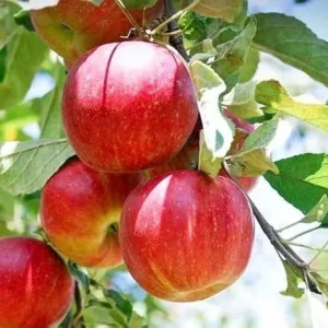 Honeycrisp Apple Tree Live Plant 4-5 Ft Tall - Sweet Red Apples, Fragrant Blooms - Image 2