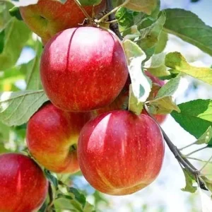 Honeycrisp Apple Tree Live Plant 4-5 Ft Tall - Sweet Red Apples, Fragrant Blooms - Image 3