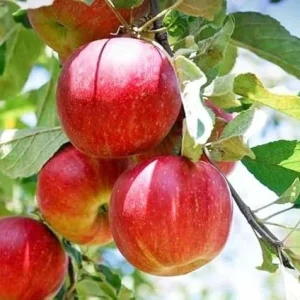 Honeycrisp Apple Tree Live Plant 4-5 Ft Tall - Sweet Red Apples, Fragrant Blooms - Image 6