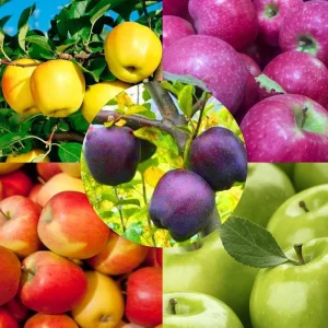 Honeycrisp Apple Tree Live Plant, Bare Root, 3 ft, Outdoor Cold Hardy - Image 2