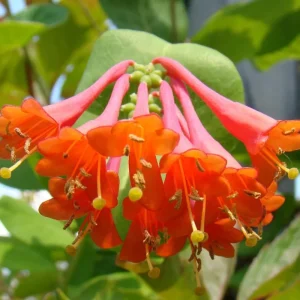 Honeysuckle Live Plant, Fragrant Yellow Vine, Perennial for Outdoor Garden 3-6 Inches - Image 3