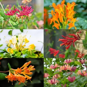 Honeysuckle Live Plants, 2-Pack Fragrant Climbing Vines, 4-8 Inch Starter Plugs - Image 2