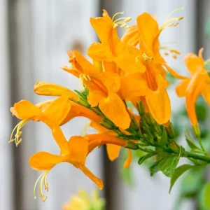 Honeysuckle Live Plants, 2-Pack Fragrant Climbing Vines, 4-8 Inch Starter Plugs - Image 1