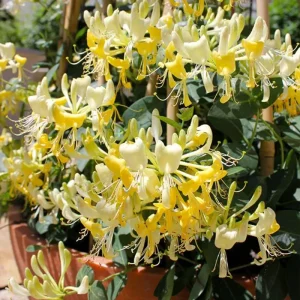 Honeysuckle Vine Live Plant - Lonicera, Fragrant Yellow Blooms, 2.5