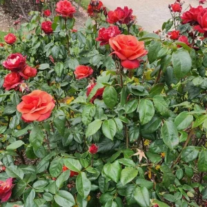 Hot Cocoa Floribunda Rose Plant – Live Bush, 5-9 Inch Tall, Chocolate Orange Blooms - Image 2