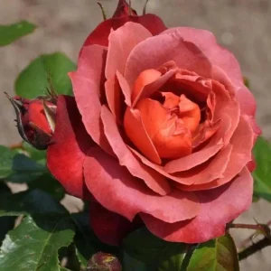 Hot Cocoa Floribunda Rose Plant – Live Bush, 5-9 Inch Tall, Chocolate Orange Blooms - Image 3
