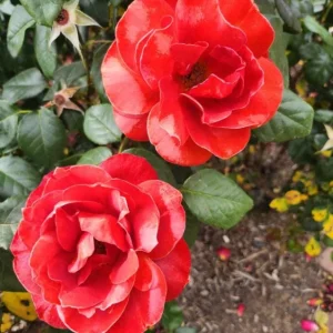 Hot Cocoa Floribunda Rose Plant – Live Bush, 5-9 Inch Tall, Chocolate Orange Blooms - Image 4