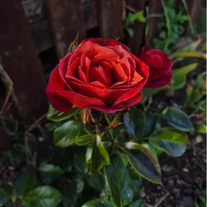 Hot Cocoa Floribunda Rose Plant – Live Bush, 5-9 Inch Tall, Chocolate Orange Blooms - Image 7