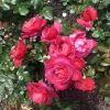 Hot Cocoa Floribunda Rose Plant – Live Bush, 5-9 Inch Tall, Chocolate Orange Blooms - Image 1