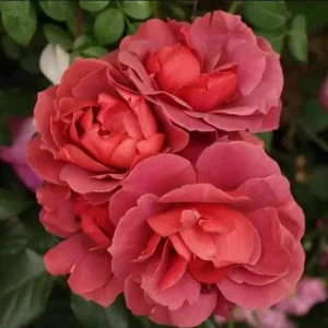 Hot Cocoa Floribunda Rose Plant - Live Chocolate Orange Rose Bush, 5-8