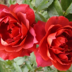 Hot Cocoa Floribunda Rose Plant - Live Chocolate Orange Rose Bush, 5-8