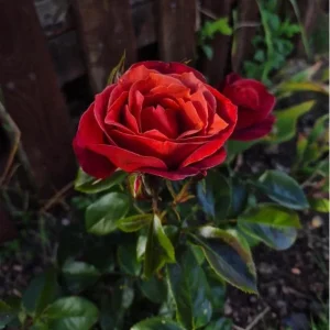 Hot Cocoa Floribunda Rose Plant - Live Chocolate Orange Rose Bush, 5-8