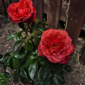 Hot Cocoa Floribunda Rose Plant - Live Chocolate Orange Rose Bush, 5-8